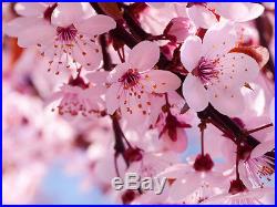 7 Japanese Flowering Cherry Blossom Bonsai Seeds, Exotic Rare Sakura Bonsai Seeds