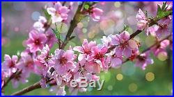 7 Japanese Flowering Cherry Blossom Bonsai Seeds, Exotic Rare Sakura Bonsai Seeds