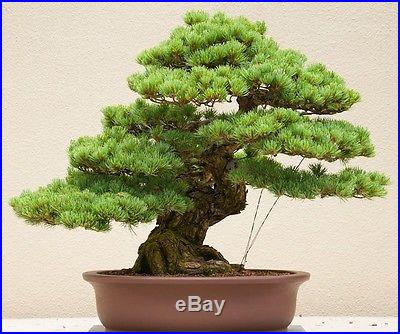 7 Japanese White Pine (Pinus Parviflora) Seeds, Fresh Exotic Rare Bonsai Seeds