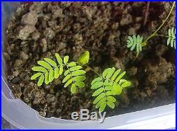 7 Mimosa (Albizia Julibrissin) Seeds, Exotic Bonsai Seeds, Rare Bonsai Seeds