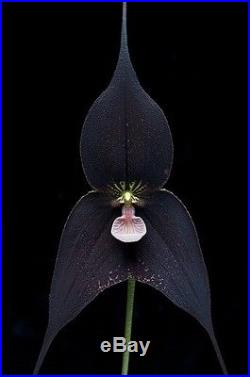 7 Rare Raven Dracula Black Orchid Seeds, Black Orchid Flower Fresh Exotic Seeds