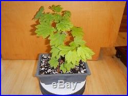 8 YEAR OLD GOLDEN FULL moon MAPLE SEED GROWN 1 1/4 INCH TRUNK BONSAI TREE