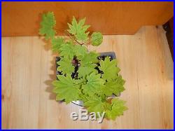 8 YEAR OLD GOLDEN FULL moon MAPLE SEED GROWN 1 1/4 INCH TRUNK BONSAI TREE