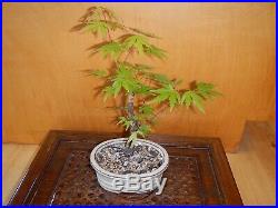 8 Year Japanese Maple Acer Palmatum Aureum 1/2 Inch Trunk Bonsai Tree