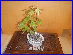 8 Year Japanese Maple Acer Palmatum Aureum 1/2 Inch Trunk Bonsai Tree