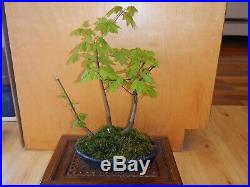 8 Year Old Golden Full Maple Seed Grown 1/2 Inch Trunk Bonsai 3 Tree Grouping