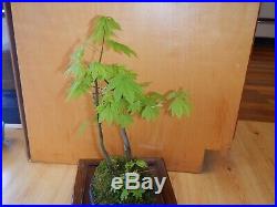 8 Year Old Golden Full Maple Seed Grown 1/2 Inch Trunk Bonsai 3 Tree Grouping