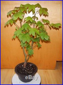 8 Year Old Golden Full Moon Maple Seed Grown 1/2 Inch Trunk Bonsai Tree