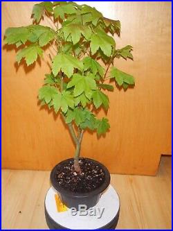 8 Year Old Golden Full Moon Maple Seed Grown 1/2 Inch Trunk Bonsai Tree