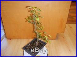 9 Year Old Japanese Trident Maple Acer Buergerianum 5/8 Inch Bonsai Fall Color