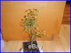 9 Year Old Japanese Trident Maple Acer Buergerianum 5/8 Inch Bonsai Fall Color
