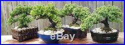 A Juniper bonsai. Beautiful, healthy tree with thick trunk and great shape