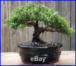 A Juniper bonsai. Beautiful, healthy tree with thick trunk and great shape