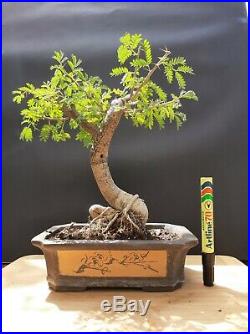 Acacia Bonsai Amazing and exotic tree 16 year old From private collection