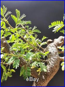 Acacia Bonsai Amazing and exotic tree 16 year old From private collection