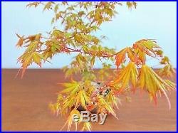 Acer Palmatum Specimen Bonsai In Unglazed Japanese Pot