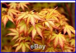 Acer palmatum'Sango kaku' Coral Bark Japanese Maple 4 yr. 3 gal Red bark