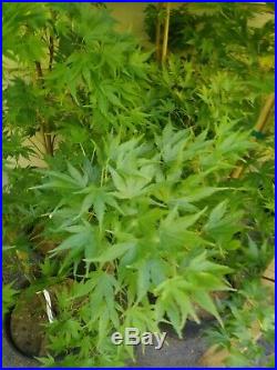 Acer palmatum'Sango kaku' Coral Bark Japanese Maple 4 yr. 3 gal Red bark