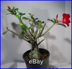 Adenium Obesum Desert rose plant live plants