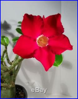 Adenium Obesum Desert rose plant live plants