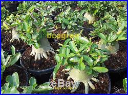 Adenium Thai socotranum nice form root setting plant 3.5-4 caudex, bonsai+BONUS