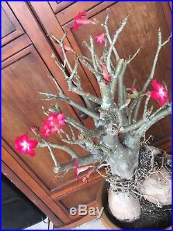 Adenium desert rose bonsai plant. Old Specimen From Ancient collection