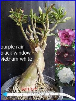 Adenium obesum muti tips, fancy flowers 3-4 caudex bonsai, grafted plant, rare