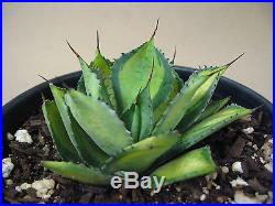 Agave isthmensis'Rum Runner' Select Variegated Succulent