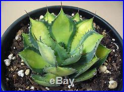 Agave isthmensis'Rum Runner' Select Variegated Succulent