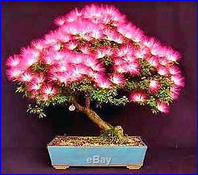 Albizia Julibrissin Mimosa Bonsai Persian Pink Silk Blossoms Tree Seeds RARE