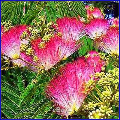 Albizia Julibrissin Mimosa Bonsai Persian Pink Silk Blossoms Tree Seeds RARE