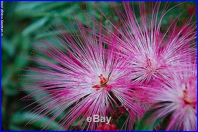 Albizia Julibrissin Mimosa Bonsai Persian Pink Silk Tree seeds Amazing Rare