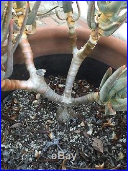 Aloe ramosissima var. Dichotoma. Very rare Aloe tree