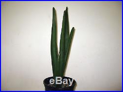 Aloe suzannae Rare Succulent
