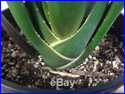 Aloe suzannae Rare Succulent