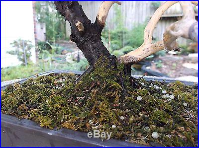 Amazing Juniper Bonsai