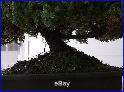 Amazing Juniper Bonsai Tree