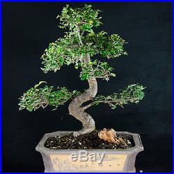 Amazing Large Chinese Elm Bonsai Tree Ulmus parvifolia # 0010