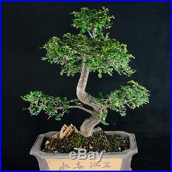 Amazing Large Chinese Elm Bonsai Tree Ulmus parvifolia # 0010