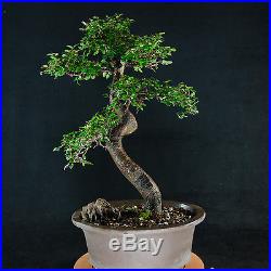 Amazing Large Chinese Elm Bonsai Tree Ulmus parvifolia # 0210