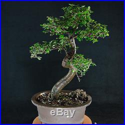 Amazing Large Chinese Elm Bonsai Tree Ulmus parvifolia # 0210