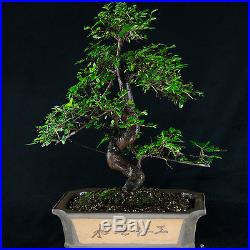 Amazing Large Chinese Elm Bonsai Tree Ulmus parvifolia # 0976