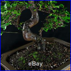 Amazing Large Chinese Elm Bonsai Tree Ulmus parvifolia # 0976