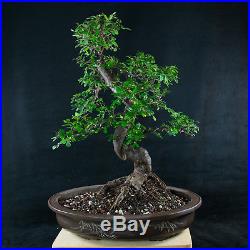 Amazing Large Chinese Elm Bonsai Tree Ulmus parvifolia # 3743