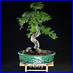 Amazing Large Chinese Elm Bonsai Tree Ulmus parvifolia # 9078_1