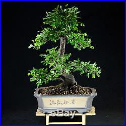 Amazing Large Chinese Elm Bonsai Tree Ulmus parvifolia # 9086_1