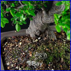 Amazing Large Chinese Elm Bonsai Tree Ulmus parvifolia # 9086_1