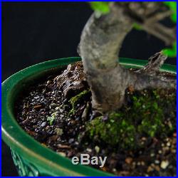 Amazing Large Chinese Elm Bonsai Tree Ulmus parvifolia # 9628_1