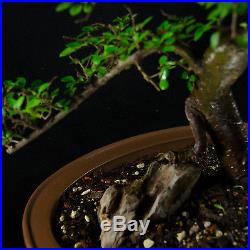 Amazing Large Chinese Elm Bonsai Tree Ulmus parvifolia # 9634_1