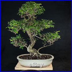 Amazing Large Chinese Privet Bonsai Tree Ligustrum Sinense # 2429